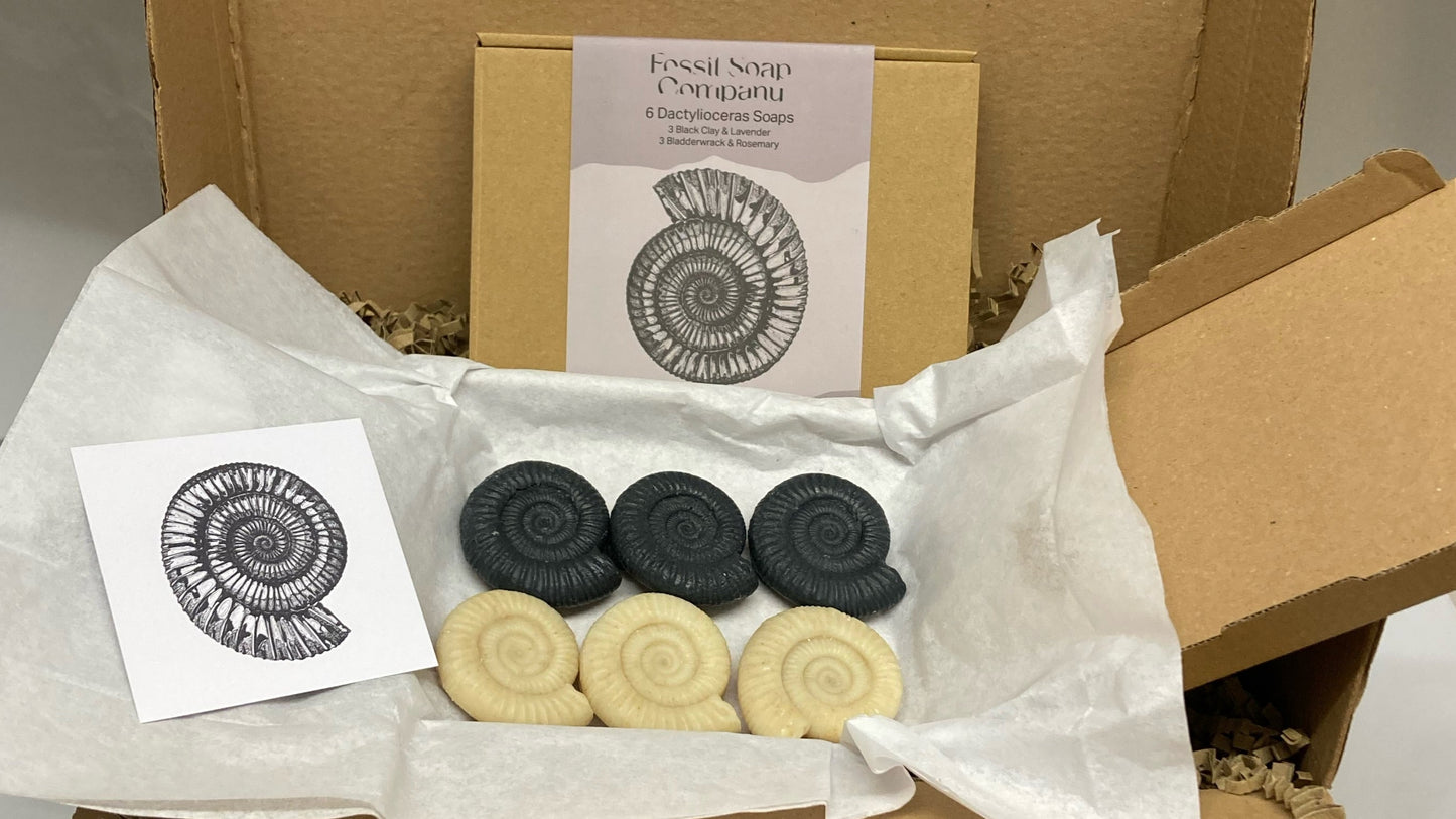 The Fossil Soap Company 6 Dactylioceras Ammonite Soaps Gift Box